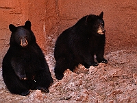 Bears  Bears : bears animals