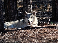 Timber Wolf  Timber Wolf : wolf animal