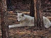 Timber Wolf  Timber Wolf : wolf animal