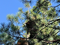 Bears in Tree  Bears in Tree : bears animals