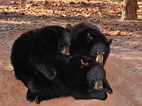 Bear Pile  Bear Pile : bears animals