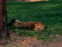 Red Fox  Red Fox : fox animal