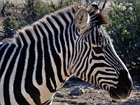 Zebra  Zebra : animals zebra out of africa