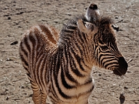 Baby Zebra  Baby Zebra : animals zebra out of africa