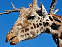 Giraffe  Giraffe : animals giraffe out of africa