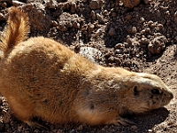 Prarie Dog  Prarie Dog : animals prarie dog out of africa