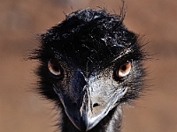 Emu?  Emu? : animals birds emu out of africa