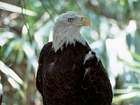 Bald Eagle  Bald Eagle : bald eagle birds