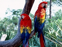 Colorful Birds  Colorful Birds : birds color