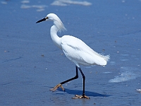 Seashore Bird  Seashore Bird : birds seashore