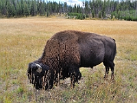 Buffalo, Yellowstone NP  Buffalo, Yellowstone NP : buffalo yellowstone np animal