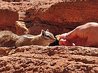 Feeding the Chipmunks  Feeding the Chipmunks : animals chipmunk