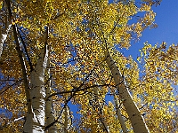 Aspens in Autumn  Aspens in Autumn : aspen az tree autumn