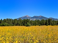 San Francisco Peaks  San Francisco Peaks : san francisco peaks az autumn fall mountain