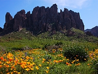 Superstition Wildflowers  Superstition Wildflowers : flowers mountains az