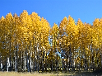 Fall Aspens (Hart Prarie)  Fall Aspens (Hart Prarie) : fall aspen az