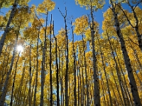 Aspens in the Afternoon  Aspens in the Afternoon : autumn aspens az