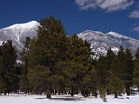 San Francisco Peaks in Winter  San Francisco Peaks in Winter : snow az mountains san francisco peak