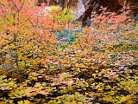 Fall Colors along the West Fork Trail  Fall Colors along the West Fork Trail : az oak creek fall autumn foliage west fork