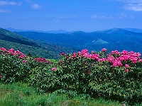 Roan Bald, NC  Roan Bald : nc roan bald flowers