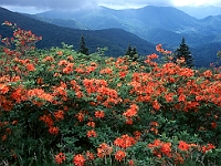 Flame Azaleas  Flame Azaleas : nc road bald azaleas flowers