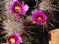 Hedgehog Cactus  Hedgehog Cactus : dactus flowers hedgehog