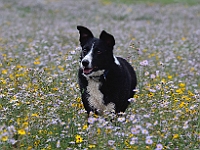 Rio  Rio : dog rio border collie pet