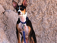 Sydney  Sydney : rat terrier dog sydney