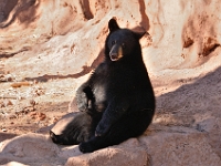 Bear  Bear : animal bear bearizona az