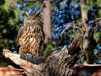 Owl  European Owl : bird owl