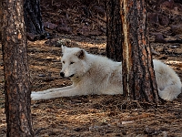 Timber Wolf  Timber Wolf : wolf animal