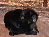 Bear Pile  Bear Pile : bears animals