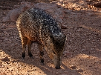 Javelina  Javelina : javelina animal