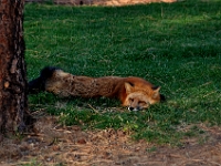 Red Fox  Red Fox : fox animal