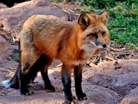 Red Fox  Red Fox : fox animal