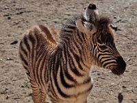 Baby Zebra  Baby Zebra : animals zebra out of africa