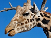 Giraffe  Giraffe : animals giraffe out of africa