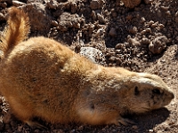 Prarie Dog  Prarie Dog : animals prarie dog out of africa