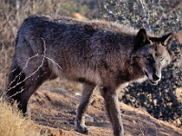 Wolf  Wolf : animals wolf out of africa