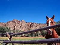 Shoshone Horse  Shoshone Horse : wy horse animal