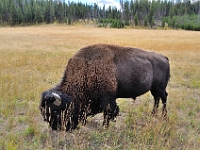 Buffalo, Yellowstone NP  Buffalo, Yellowstone NP : buffalo yellowstone np animal