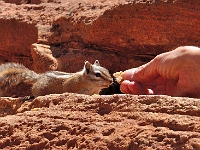 Feeding the Chipmunks  Feeding the Chipmunks : animals chipmunk