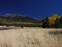 Hart Prarie in Autumn  Hart Prarie in Autumn : prarie hart az autumn aspen