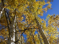 Aspens in Autumn  Aspens in Autumn : aspen az tree autumn