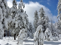 Flagstaff Snow  Flagstaff Snow : az snow flagstaff winter