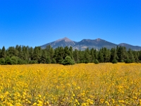 San Francisco Peaks  San Francisco Peaks : san francisco peaks az autumn fall mountain