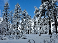 Flagstaff Snow  Flagstaff Snow : az snow winter flagstaff