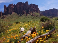 Superstition Mountains  Superstition Mountains : az mountain superstition flowers