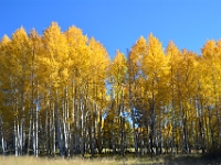 Fall Aspens (Hart Prarie)  Fall Aspens (Hart Prarie) : fall aspen az