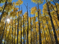 Aspens in the Afternoon  Aspens in the Afternoon : autumn aspens az